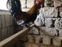 Chickens — foto 2