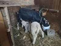 母山羊, Goats — 照片 7