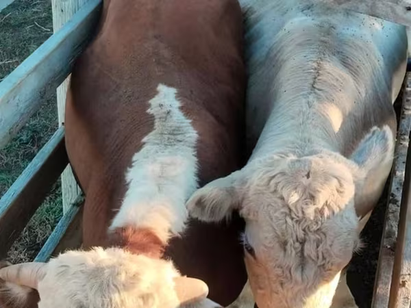 Bika, Auliakol fajtája