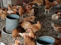 Chickens — foto 3