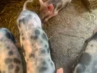 Boar, Pigs — photo 3