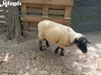 Kos, White Suffolk sheep — 1. fotó