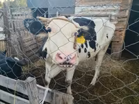 Vache, Bovins — photo 3