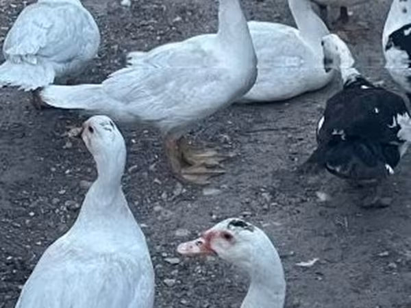 Ducks — Magyarország
