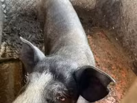 公猪, Pigs — 照片 1