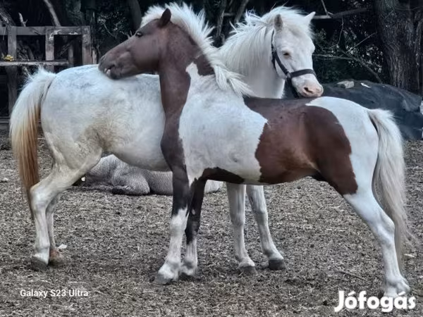 Kanca, Welsh Mountain Pony — Magyarország