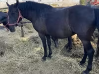 母马, Hungarian horse breed — 照片 2