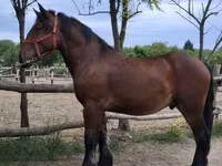 Cheval, Chevaux — photo 1