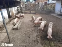 Säue, Schweine — Foto 1