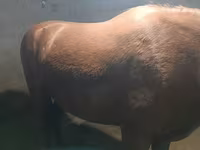 Stute, Budyonny horse — Foto 1