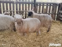 Ram, Racka sheep — photo 1