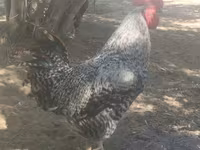Gallina eslovena barrada — foto 1