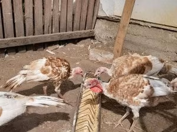Turkeys — Hungary