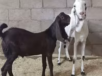 Koza, Kamori goats — zdjęcie 3