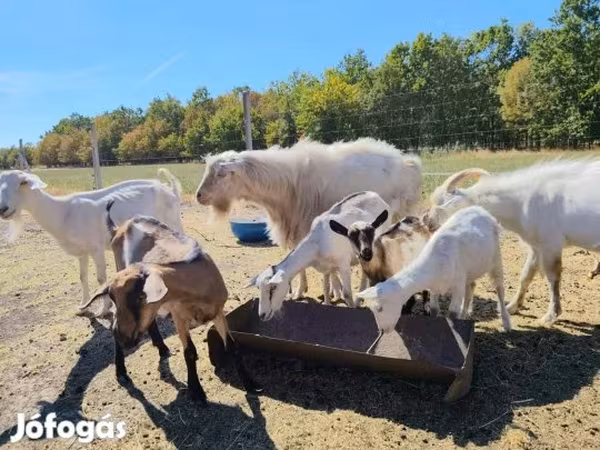 Kozy (šarže, pohlaví neuvedeno), Kozy