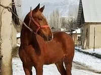 حصان, Karabair horse — الصورة 6