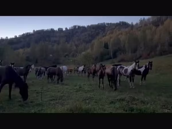 Stute, New Altai Horse