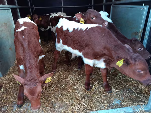 Szarvasmarha (tétel, nem megadva), Simmental cattle