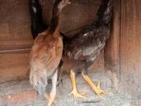 Chickens — الصورة 3