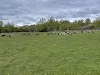 Ovce, Romanov sheep — foto 5
