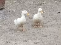 Niemiecki Pekin — zdjęcie 8