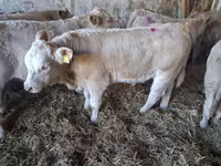 Byk, Charolais cattle — zdjęcie 6