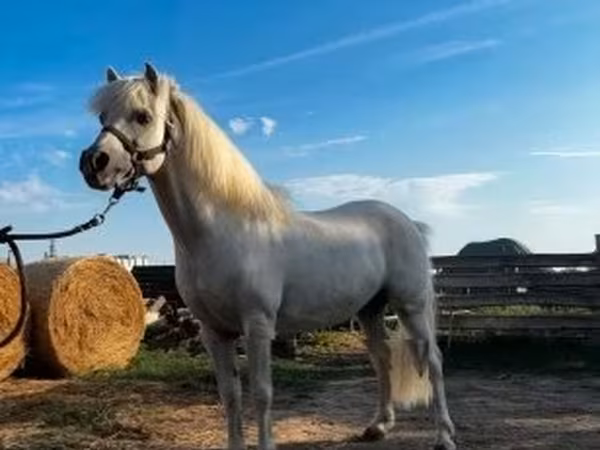Horse (M), Horses