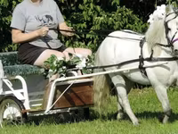 حصان, Miniature horse — الصورة 3