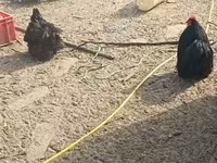 Pekin Bantam — photo 4
