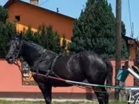 Kanca, Nonius horse — 5. fotó