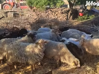 Sheep (batch, sex not specified), Dorper sheep — photo 1