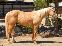 Kanca, Quarter Horse — 2. fotó