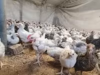 Chickens — foto 6