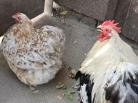 Pekin Bantam — photo 3