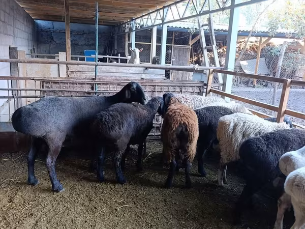 Schaf, Rhon sheep