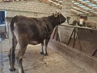 Tehén, Swiss cattle — 3. fotó