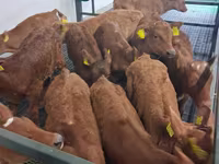 Touro, Raça Holstein — foto 3