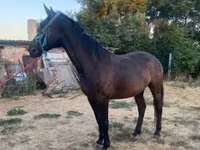 母马, Nonius horse — 照片 2