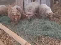 Kos, Racka sheep — 1. fotó