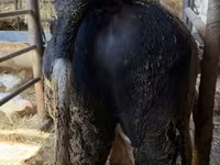 公牛, Russian Black pied cattle — 照片 5