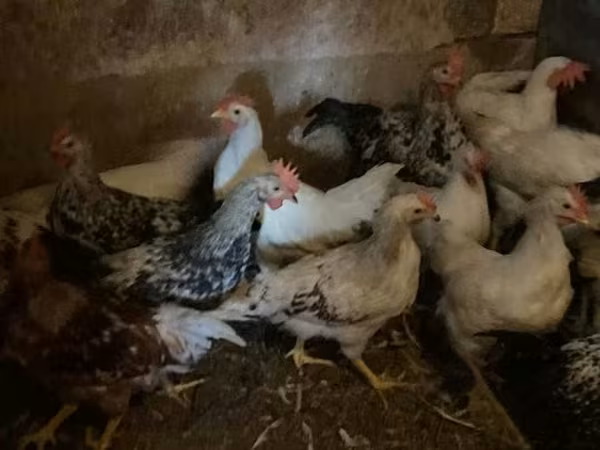 Chickens — Magyarország