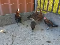 Danish hen — photo 3