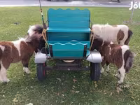Caballo, Shetland Pony — foto 3
