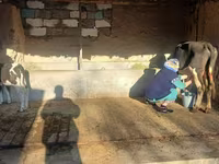 Cow, Latvian Blue cattle — photo 3