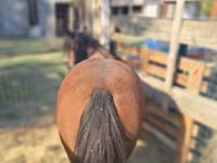 Yegua, Caballos — foto 1