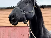 Klisna, Akhal-Teke — foto 7