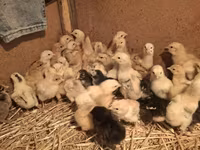 Chickens — foto 2