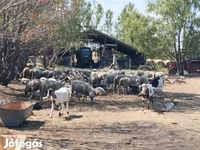 भेड़, भेड़ — फ़ोटो 1