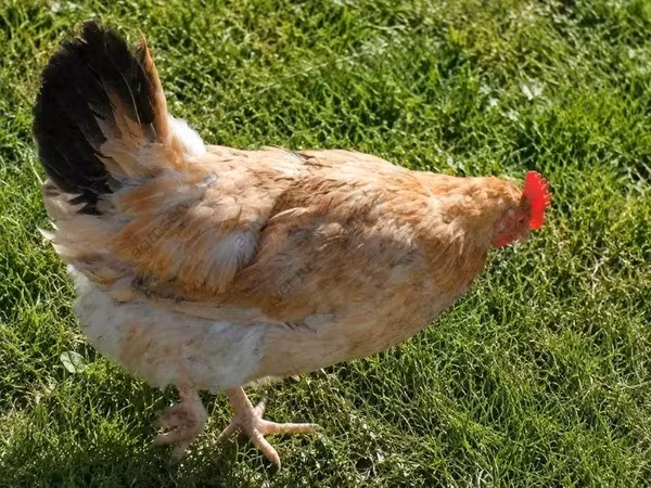 Chickens