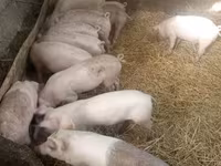 Süldőanya, Sertések — 4. fotó